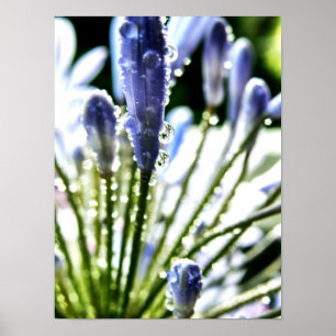 Agapanthus Dropsポスター ポスター