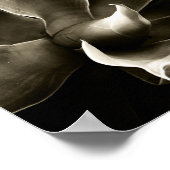 Agave Attenuata in Sepia ポスター (角)