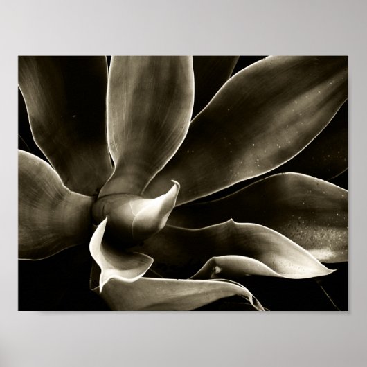 Agave Attenuata in Sepia ポスター (正面)
