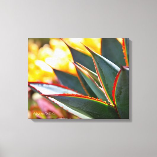 Agave Blue Glow多肉性の写真デブラリー・ボールドウィン キャンバスプリント (正面)