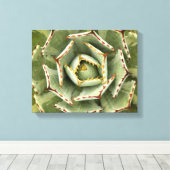 Agave 'Cream Spike'写真 キャンバスプリント (インサイチュ (ウッドフロア))