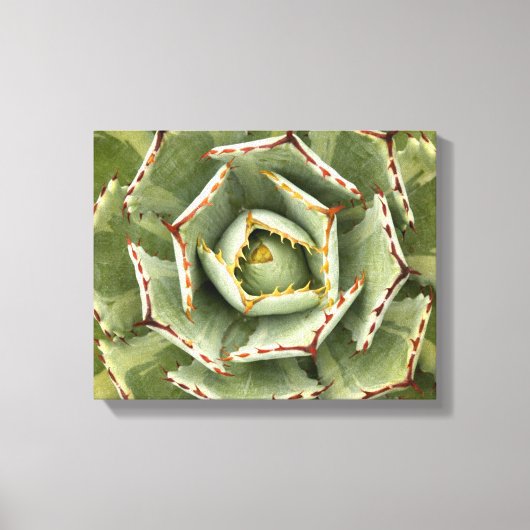 Agave 'Cream Spike'写真 キャンバスプリント (正面)