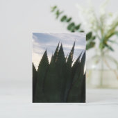 Agave Skyrocketsはがき ポストカード (スタンド正面)