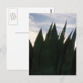 Agave Skyrocketsはがき ポストカード (正面/裏面)