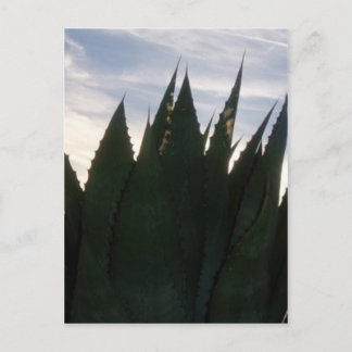 Agave Skyrocketsはがき ポストカード