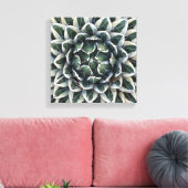 Agave victoria-reginaeの写真：デブラ・リー・ボールドウィン キャンバスプリント (インサイチュ (リビング))