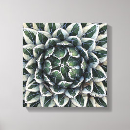 Agave victoria-reginaeの写真：デブラ・リー・ボールドウィン キャンバスプリント