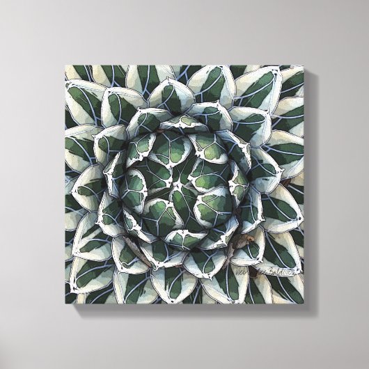 Agave victoria-reginaeの写真：デブラ・リー・ボールドウィン キャンバスプリント (正面)