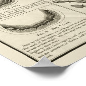 Age of Horse by Teeth Chart解剖学ポスター ポスター (角)