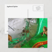 Agelenid Spiderはがき ポストカード (正面/裏面)