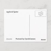 Agelenid Spiderはがき ポストカード (裏面)