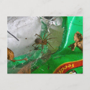 Agelenid Spiderはがき ポストカード