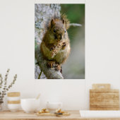 Agile Brown Squirrel in Alberta ポスター (キッチン)