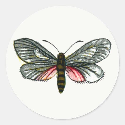 Aglaope infausta – アーモンド – ツリーリーフスケルトンK ラウンドシール (正面)