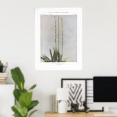 AgueまたはColicroot; Star Grass - Aletris farinosa ポスター (ホームオフィス)