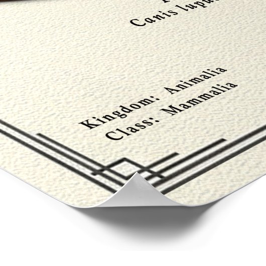 Aidi Zoology Series ポスター (角)