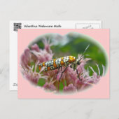 Ailanthus Webworm Moth (Atteva Puntertila)アイテム ポストカード (正面/裏面)