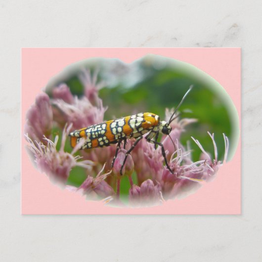Ailanthus Webworm Moth (Atteva Puntertila)アイテム ポストカード (正面)