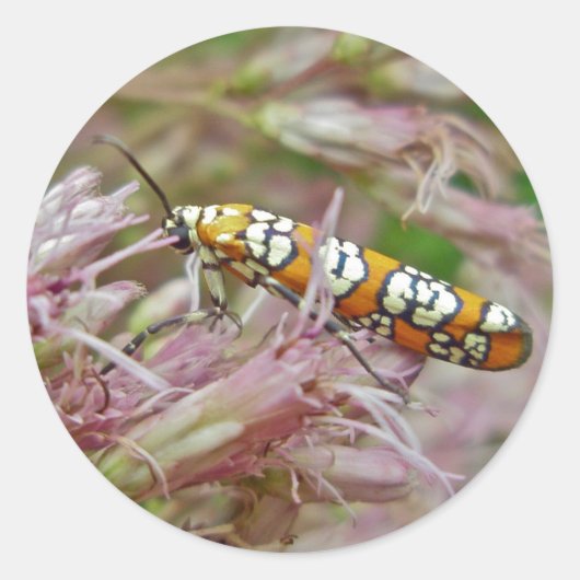 Ailanthus Webworm Moth (Atteva Puntertila)アイテム ラウンドシール (正面)