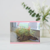 Air Plantはがき ポストカード (スタンド正面)