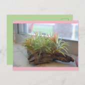 Air Plantはがき ポストカード (正面/裏面)