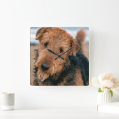 Airedaleテリア2のポートレート スクエア壁時計 (ホーム)