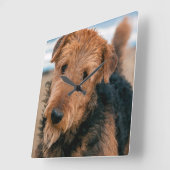 Airedaleテリア2のポートレート スクエア壁時計 (傾斜)