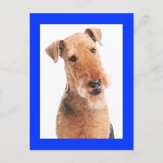 Airedale Terrier Puppy Dog Blueポストカード ポストカード (正面)