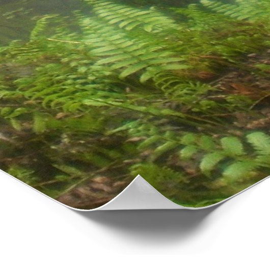 Akaka Falls Hilo, Hawaii ポスター (角)