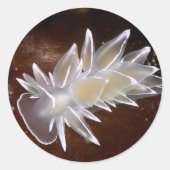 Alabaster Nudibranch – シール (正面)