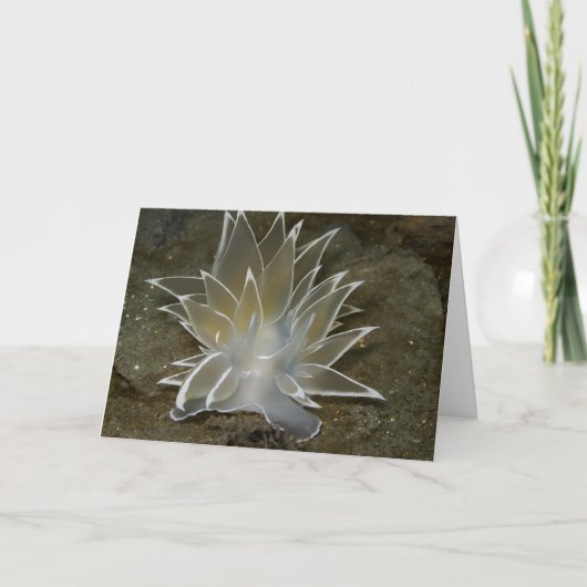 Alabaster Nudibranch (Dirona albolineata) -カード シーズンカード (正面)