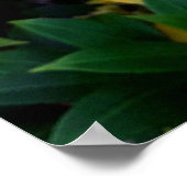 Alamanda ポスター (角)