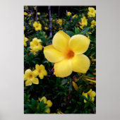 Alamanda ポスター (正面)