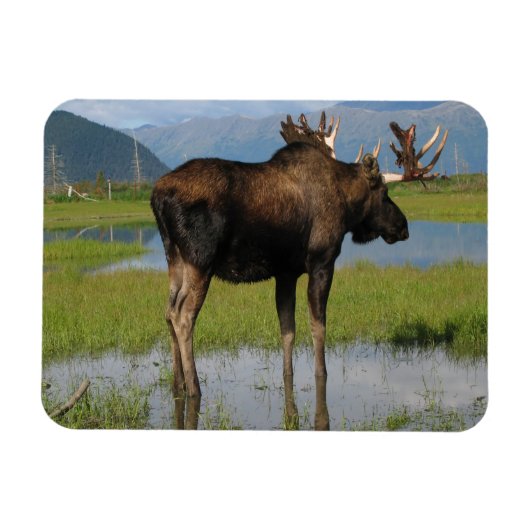 Alaska Bull Moose〔雄ジカの〕枝角Marsh写真設計 マグネット (横)
