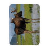 Alaska Bull Moose〔雄ジカの〕枝角Marsh写真設計 マグネット (縦)