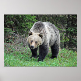 Alaska Grizzly Bear Wildlife写真 ポスター