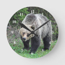 Alaska Grizzly Bear Wildlife写真