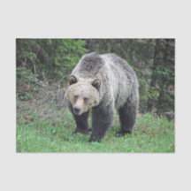 Alaska Grizzly Bear Wildlife写真