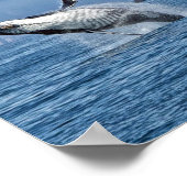 Alaska Humpback Whale Wildlife Photo ポスター (角)