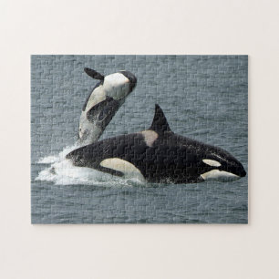 Alaska Killer Whale Orcaの写真 ジグソーパズル