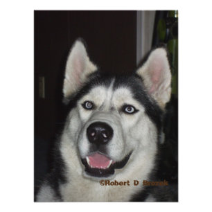 Alaskan Huskyクローズアップ写真/ポスター フォトプリント