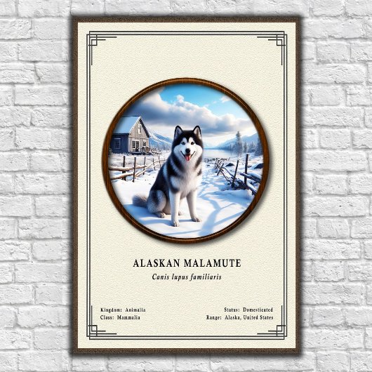 Alaskan Malamute Zoology Series ポスター