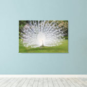 Albino Peacockが羽根を表示 キャンバスプリント (インサイチュ (ウッドフロア))