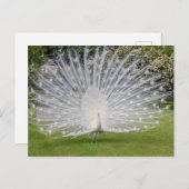 Albino Peacockが羽根を表示 ポストカード (正面/裏面)