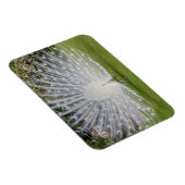 Albino Peacockが羽根を表示 マグネット (右側)