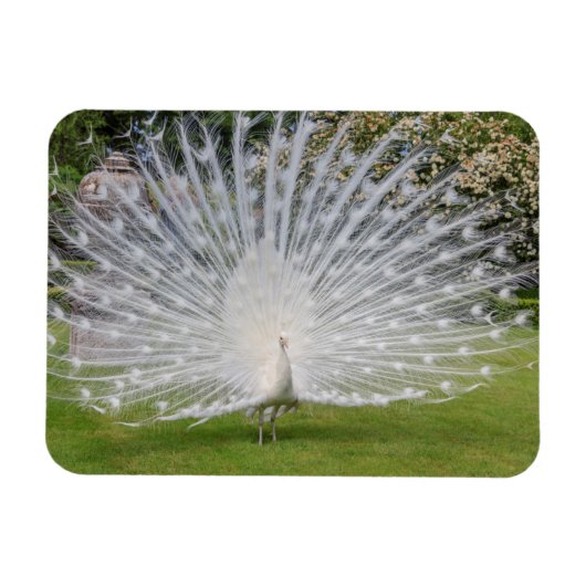 Albino Peacockが羽根を表示 マグネット (横)