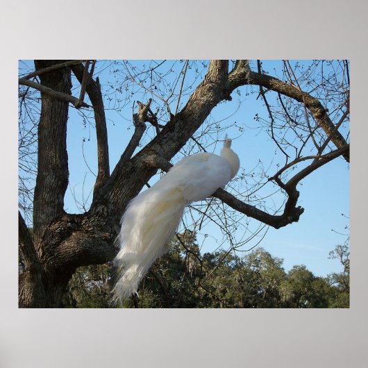 Albino Peacock in a Tree ポスター (正面)