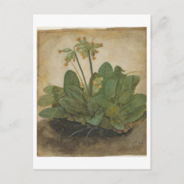 Albrecht Durerによるカウスリップの房 ポストカード