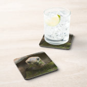 Aldabraのカメの食べ物を与えること コースター (右側)