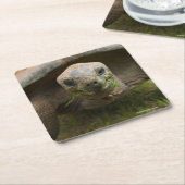 Aldabraのカメの食べ物を与えること スクエアペーパーコースター (アングル)